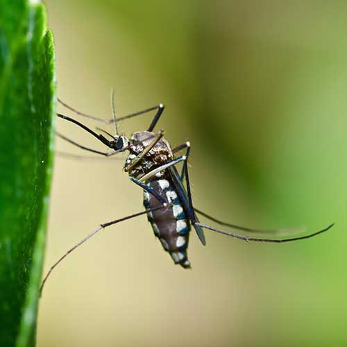 mosquito control programs needham newton dedham west-roxbury ma 500px