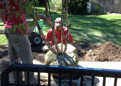 planting crew needham newton dedham west-roxbury ma