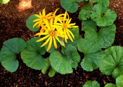 plantings landscape design walpole dover westwood wellesley needham 25