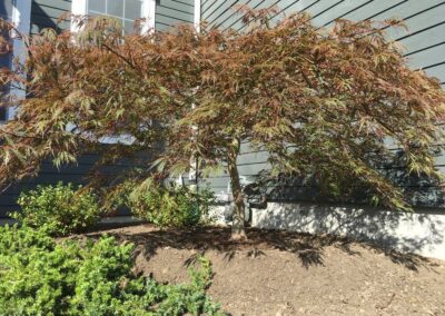 plantings landscape design walpole dover westwood wellesley needham 26