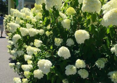 plantings landscape design walpole dover westwood wellesley needham 30