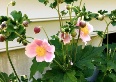 property maintenance walpole dover westwood wellesley needham 23