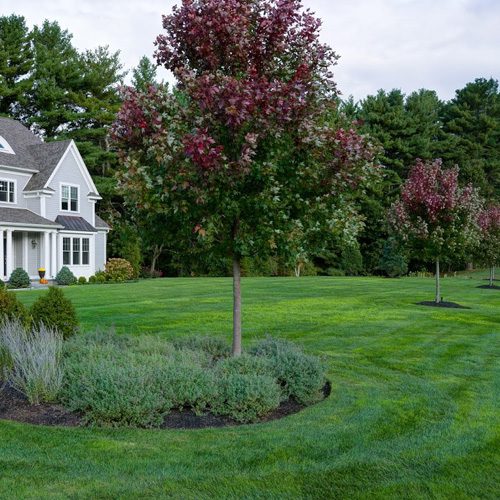 tree care services needham newton dedham west-roxbury ma